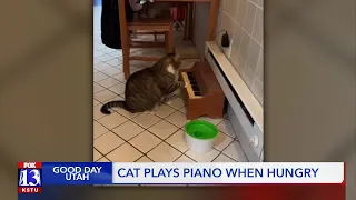 Cat plays piano when hungry