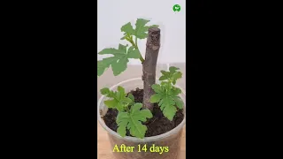 Perfect Method for Grow Fig Tree from Cutting #shorts #omg #trending