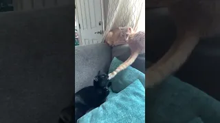 Black Cat Plays With Orange Tail Sunbathing
