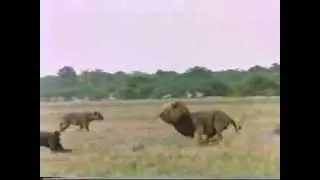 Lions Vs Hyenas