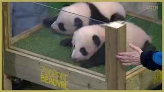 Giant panda cubs in France get celebrity godparents Mbappe and Zhang Jiaqi