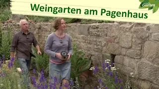 Weingarten an den Pagenhäusern in Rudolstadt | MDR Garten | MDR