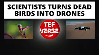 Scientists Turn Dead Birds Into Drones #youtube #drone #birds #animals #life #science #technology