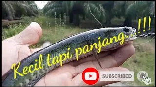 MANCING IKAN GABUS DI RAWA