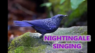 Пение Соловья и Лесных Птиц / Nightingale Sings