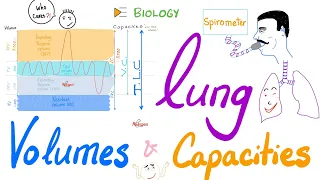 Lung Volumes and Capacities | Pulmonary Function Tests (PFTs) | Biology Review