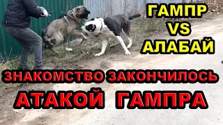 Гампр VS Алабай Знакомство закончилось Конфликтом