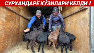 СУРХАНДАРЁ КУ́ЗИЛАРИ КЕЛДИ !!! ХОРАЗМ БОГОТ КУ́Й КУ́ЧКОР НАРХЛАРИ ХОРАЗМ БОГОТ