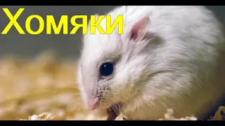 Хомяки.  Виды хомяков в дикой природе.  Часть 1