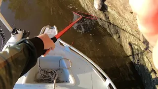 Koala rescue on Clarence river