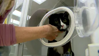Cat Survives Washing Machine