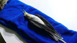 My cockatiel was wheezing and died this morning -  how can you save your pet bird?