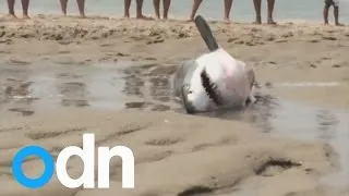 Great White Shark rescued on Massachusetts beach