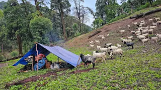 Nepal mountain village life || Sheep shepherd's life || Shepherd's food cooking || Rural nepal life