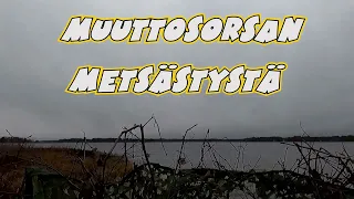 Muuttosorsan metsästys