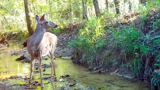 Beautiful Alabama May 2022 Trail Cam Videos (My first videos of baby pigs and baby turkeys)