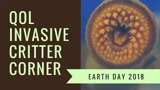 Invasive Critter Corner at Earth Day 2018