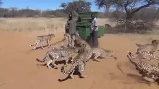 Harnas Cheetah Feeding Frenzy