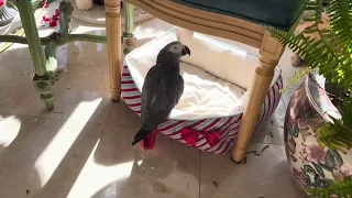 Adorable parrot calls kitties boring because they won’t play with him.