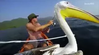 GoPro video shows pelican learning to fly and fish with help from humans