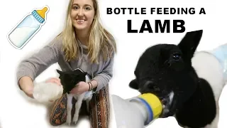 HOW TO BOTTLE FEED A LAMB (THE CORRECT WAY)