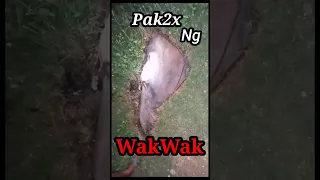 pakpak ng wakwak oh aswangnatagpuantotoo baitoviralngayun #viral #viraltoday #pakapakngwakwak #kmjs