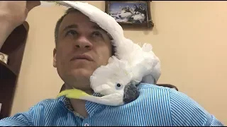 Parrot Cockatoo Кирюня - няша вкусняша)