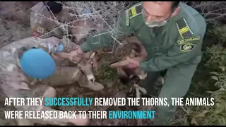 UNFICYP peacekeepers rescue mouflons inside the buffer zone