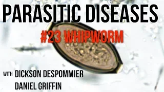 Parasitic Diseases Lectures #23: Whipworm