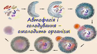 Голодування і аутофагія - руйнують старі і хворі частини клітин, метод що омолодить ваш організм