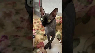 Мантик канадский сфинкс 🤍 #сфинкс #кошки #домашниеживотные #cat #tiktok