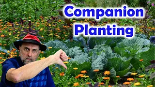 Does Companion Planting Work?