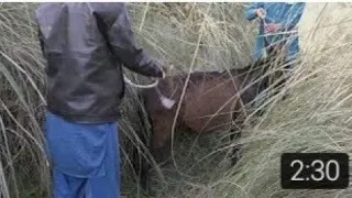 Man with his donkey meeting