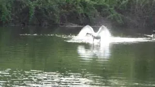 swan vs goose HD