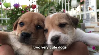 two abandoned little dogs living in scrap metal, too weak cannot compete for food with others