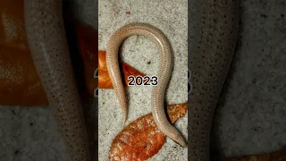 2023 send and 6000 send bce present past animals🎁//🔥ppa// #animals #youtubeshorts #shorts