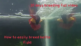 How to easily breed betta fish!!!full video..#bettafish #bettafry #breeding #breeder