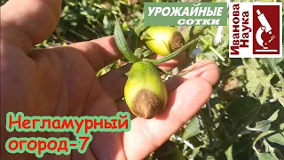 Негламурный огород-7. Томаты растут, завязываются и наливаются. Все бы хорошо, если бы не ЭТО.