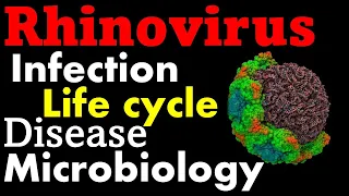 Rhinovirus pathogenesis infection and replication