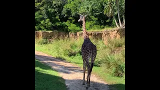 Giraffe’s butt 😜