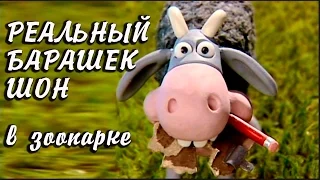 Настоящий Барашек Шон   Домашние #животные  Минизоопарк