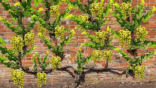 How To Grow Grape Trees From Grape Fruit | How To Plant Grape Vines at Home in Banana Fruit