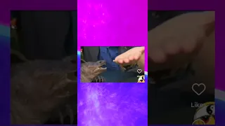 Snapping Turtle Bites Man