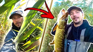 FISHING PIKE IN THICK REEDS FROM SHORE - Insane Fishing in Small River | Team Galant