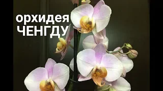 ОРХИДЕЯ Ченгду Phalaenopsis Chengdu чем отличается от орхидеи Салинас