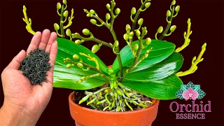 Just sprinkle once! Suddenly each orchid node bloomed many times more than normal | Orchid Essence