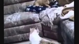 Funny CAT FAIL COMPILATION].mp4_youtube_original.mp4