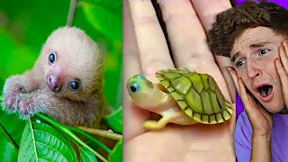 Try Not To Say AWW Challenge.. (CUTEST EVER)