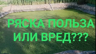 Ряска и для чего она нужна. Пруд для рыбой. Биоплато. Растения для биоплато. Корм для рыбы. Цветение