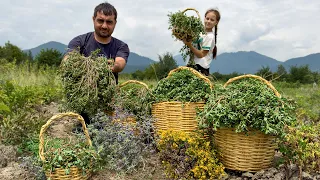 HARVESTING PORTULACA FOR HEALTHY LIFE | UNIQUE GREENS RECIPE! GRANDMA COOKING SUMMER PILAF